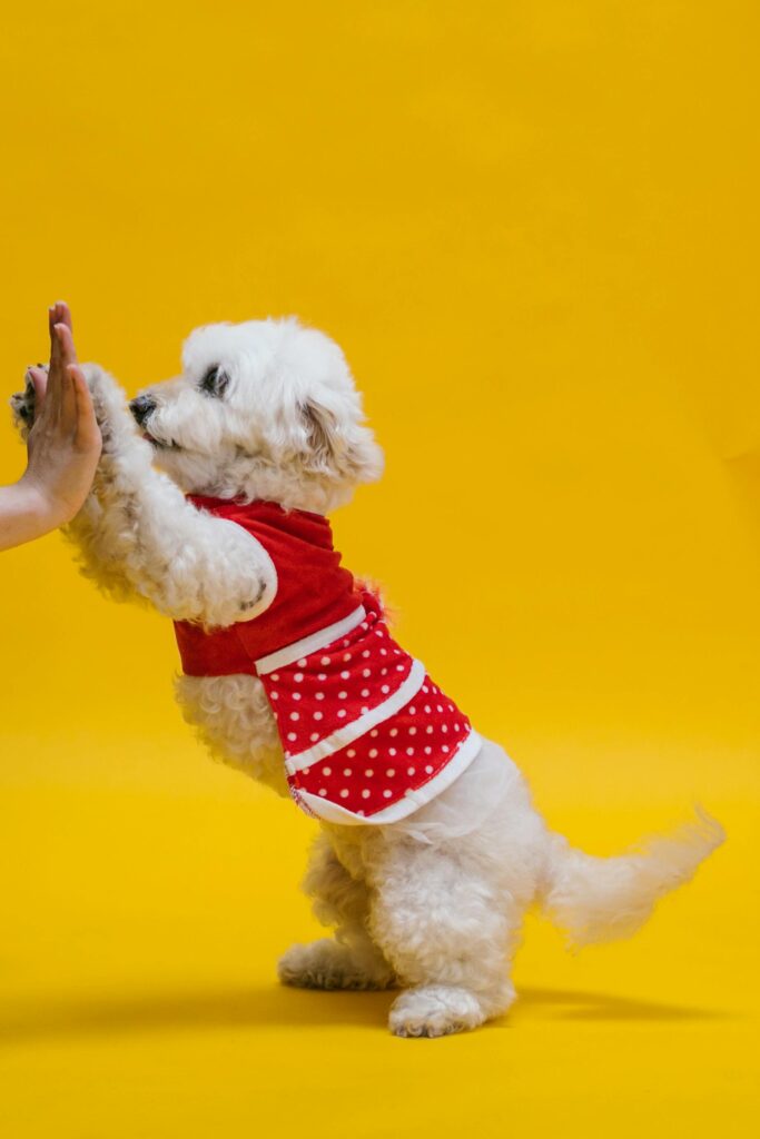 poodle branco dando a pata para uma pessoa