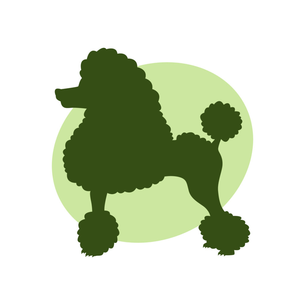 poodle standard Desenho de um poodle standard com corte pompom