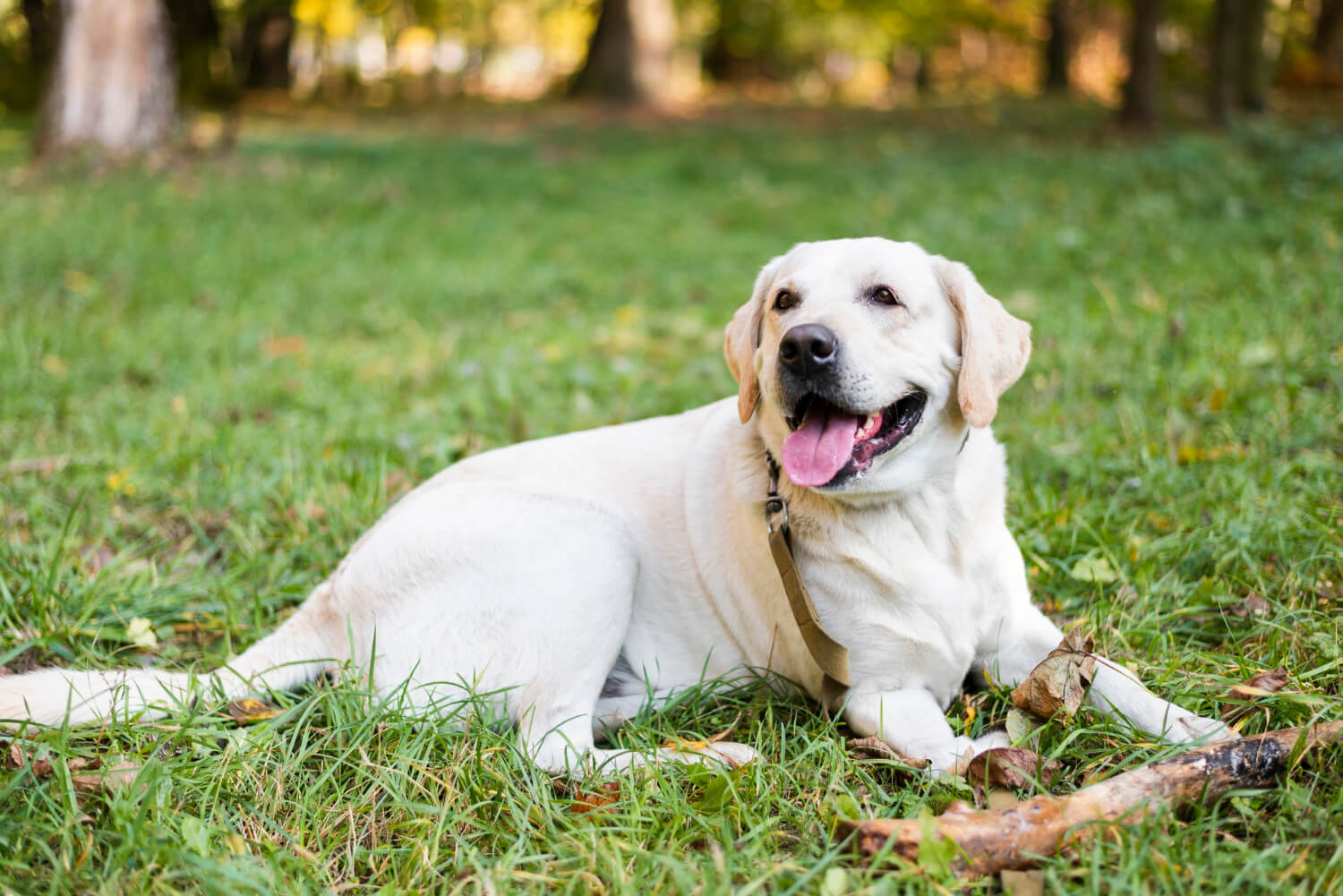 castrar cachorro macho um labrador cor caramelo bem tranquilo, deitado na grama verde