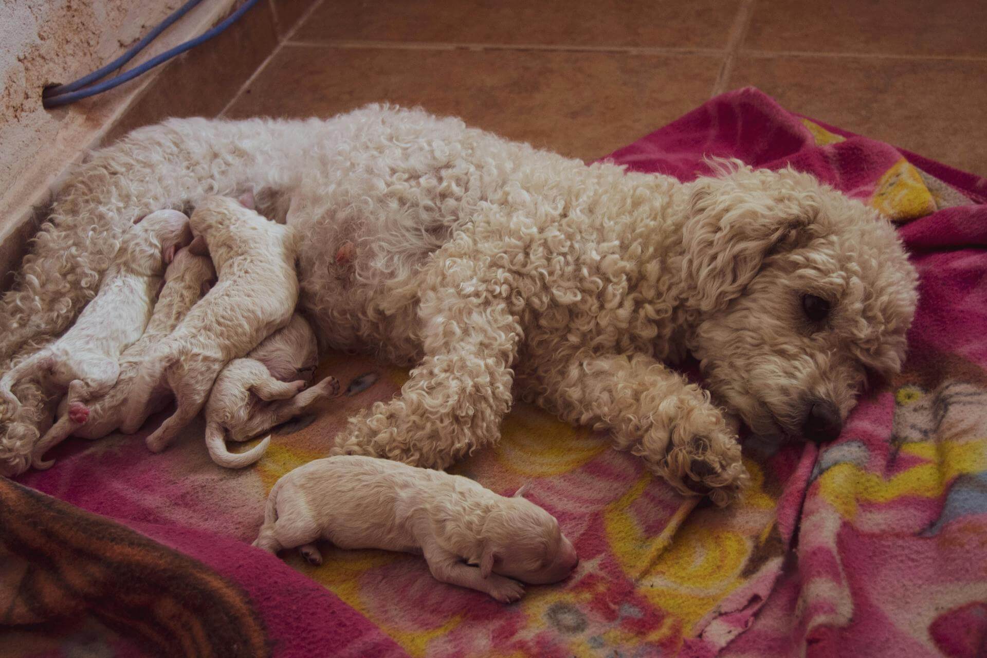 castrar cachorra uma poodle branca deitada em um coberta cor de rosa amamentando seus flihotes