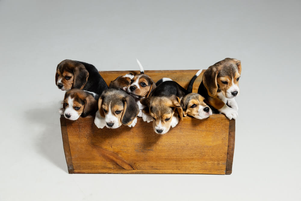 castrar cachorro uma caixa com 7 filhotes de cachorro dentro