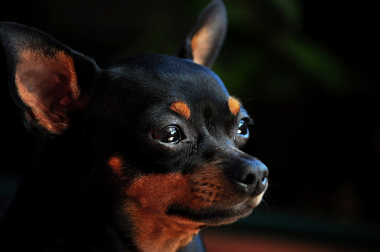 tipos de pinscher um pinscher preto olhando para o lado