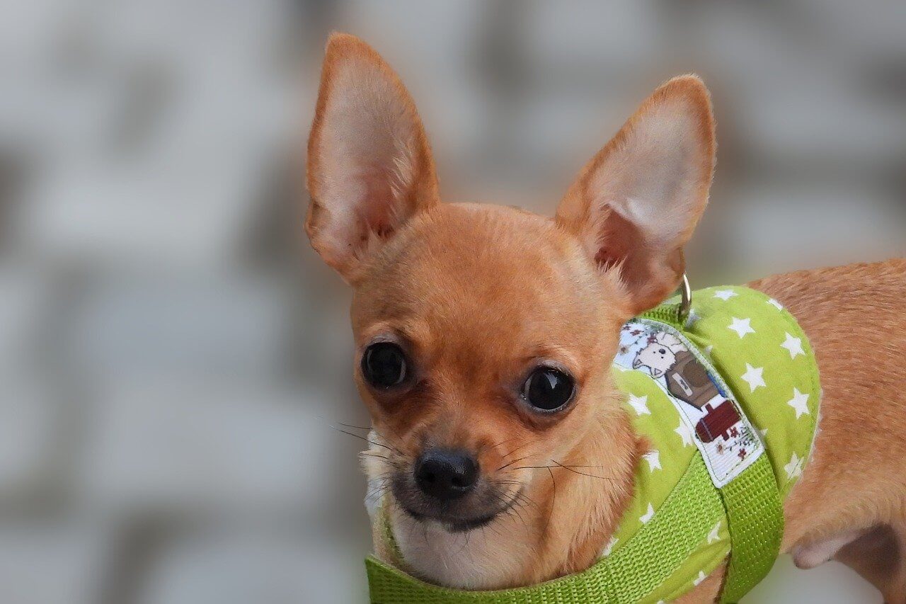 cachorro pinscher um pinscher filhote marrom, usando uma coleira verde