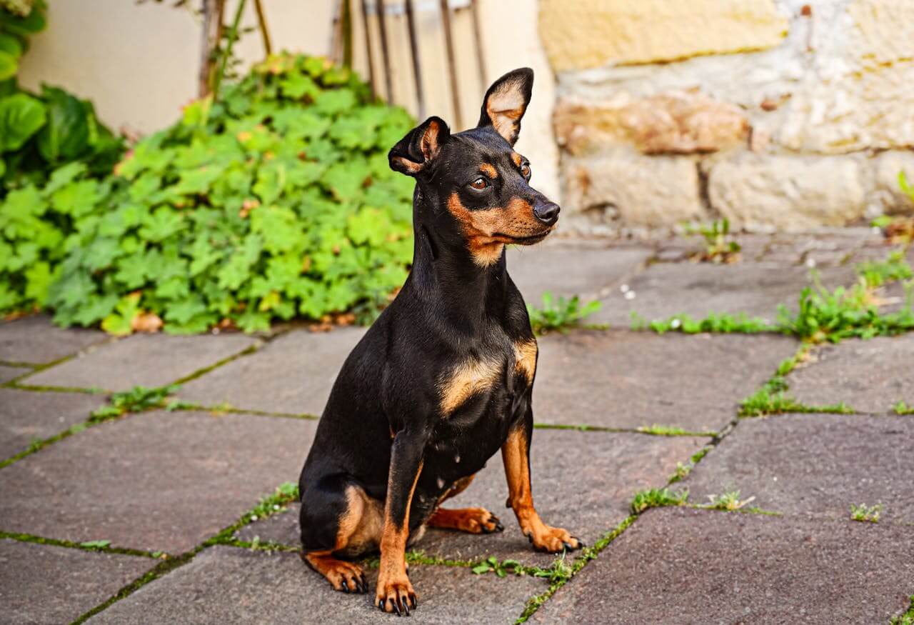 tipos de pinscher um pinscher preto sentado na calçada