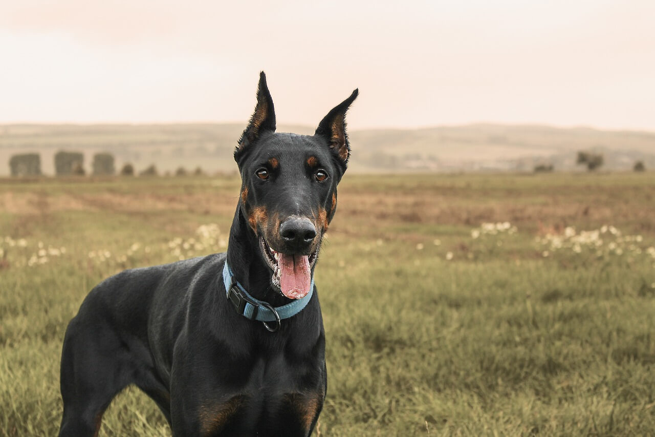 um dobermann usando uma coleira azul em um campo verde