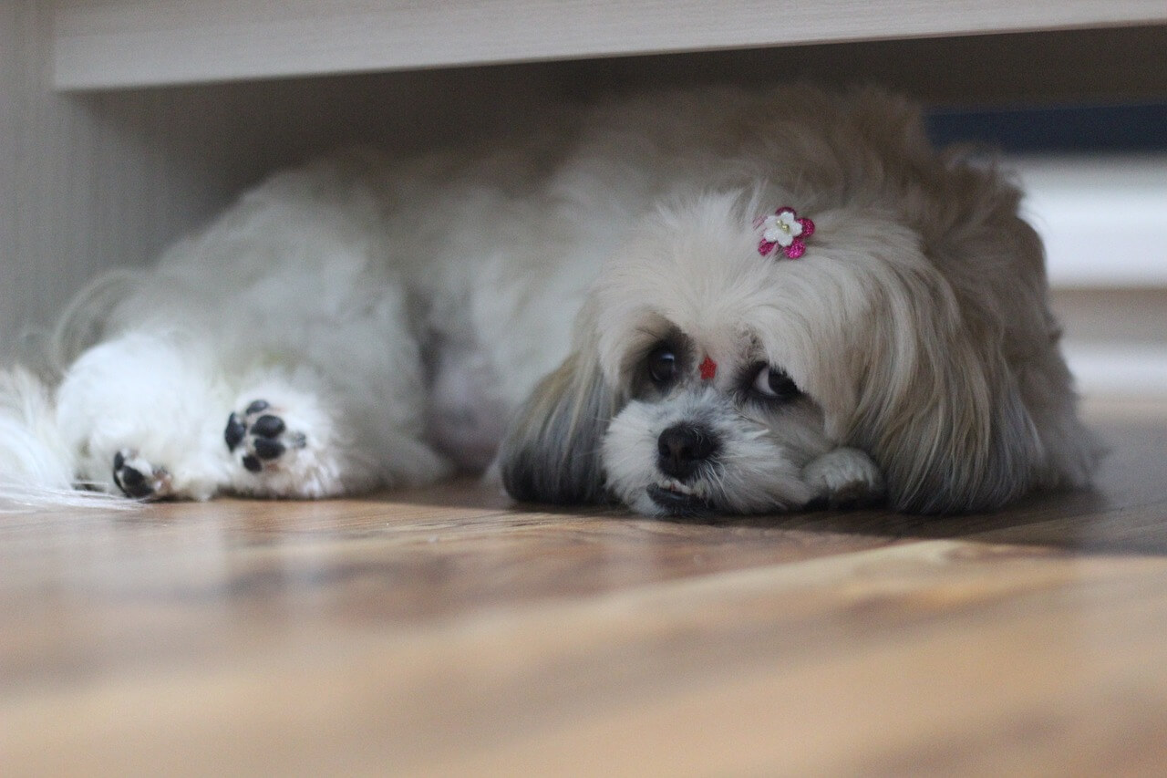 um cachorro shih tzu branco deitado em baixo da cama