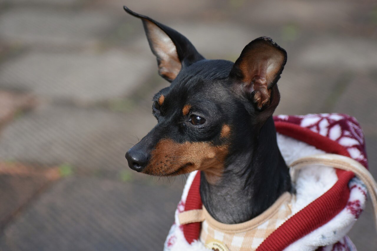 tipos de pinscher um pinscher preto usando roupinha de frio