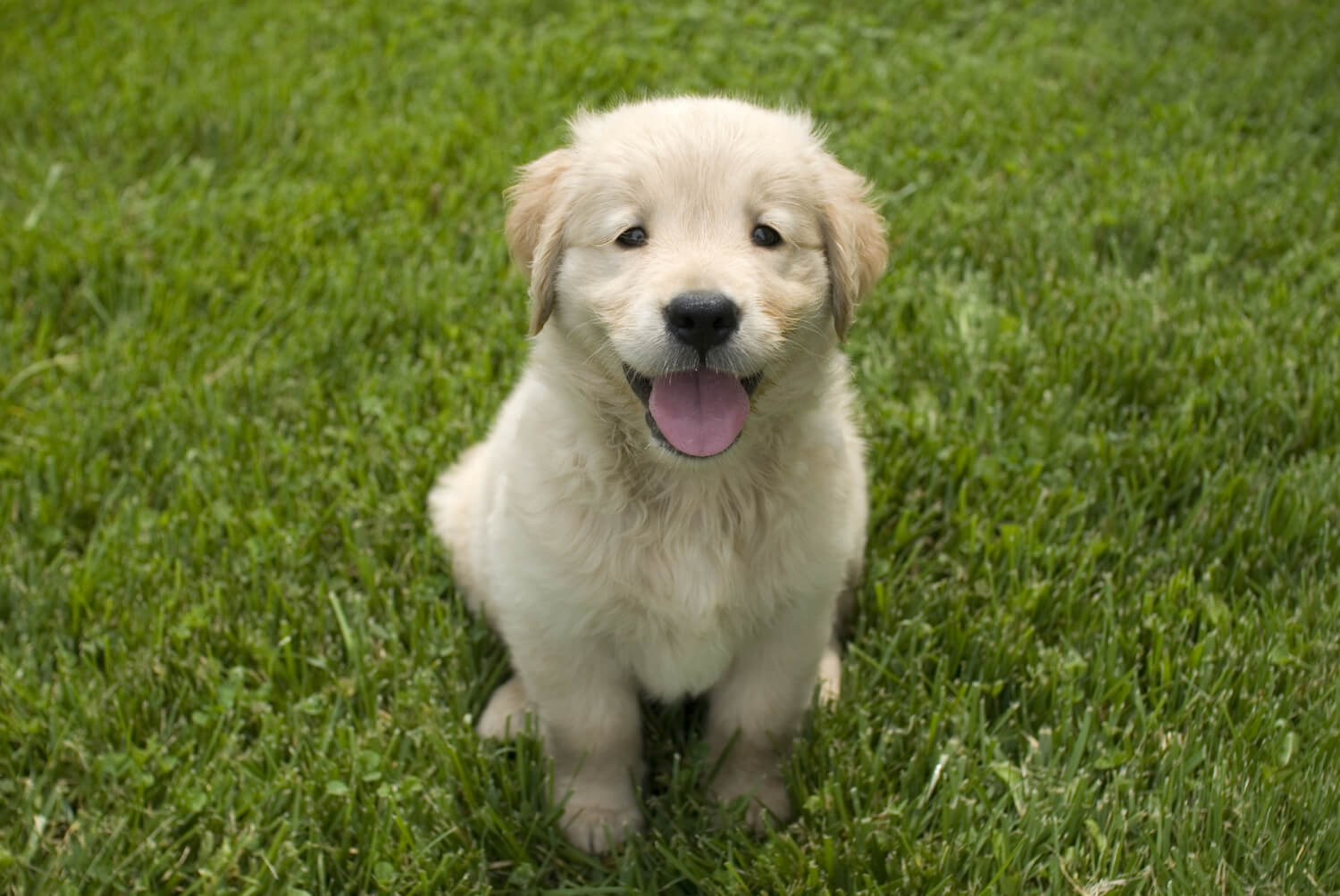 um filhote de golden retriever sentado na grama verde