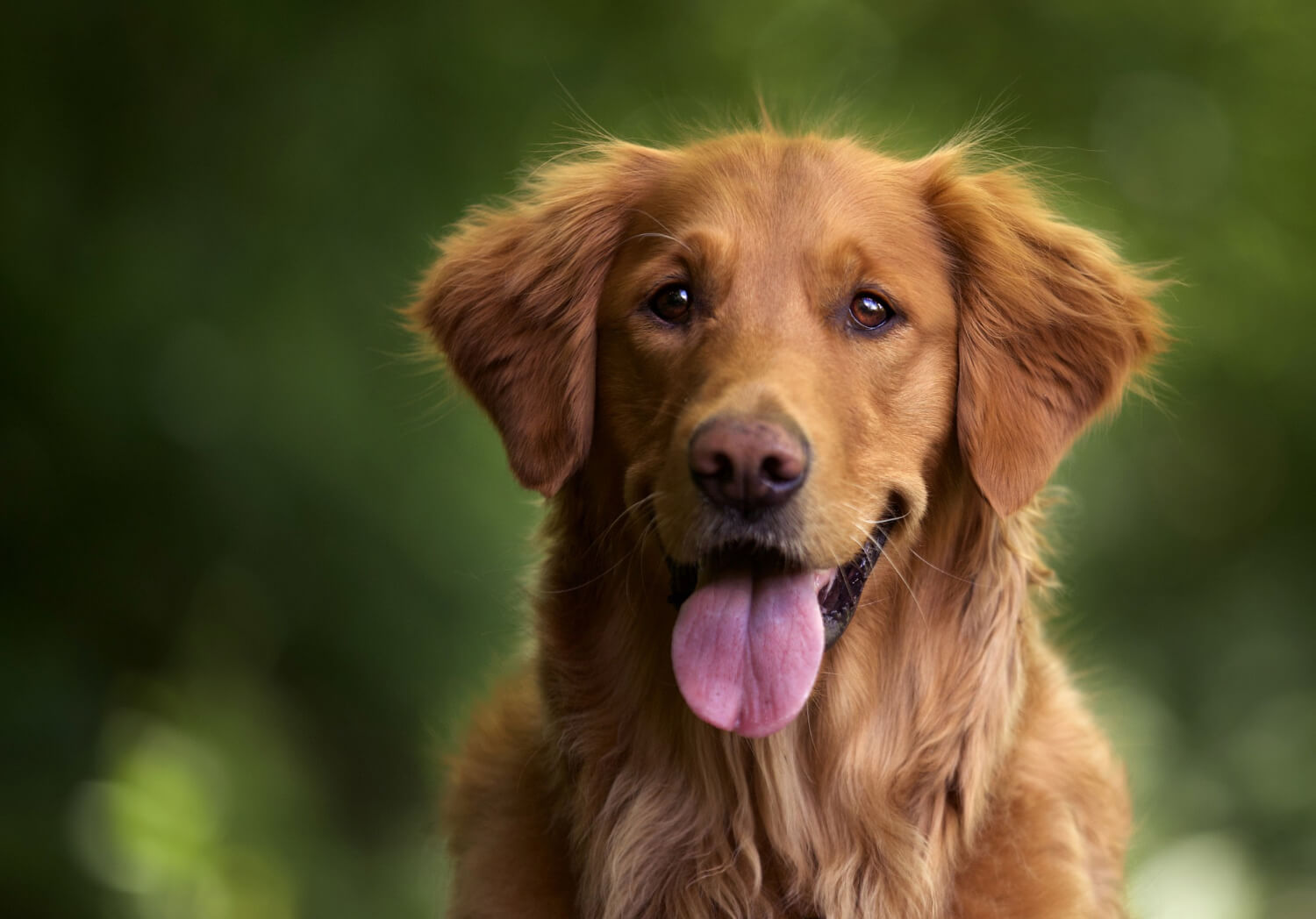 golden retriever um golden retriever com a língua de fora